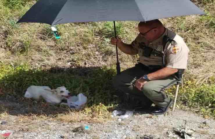 Cane bianco ombrello poliziotto