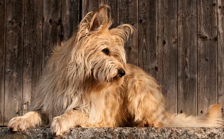 cane da pastore di piccardia