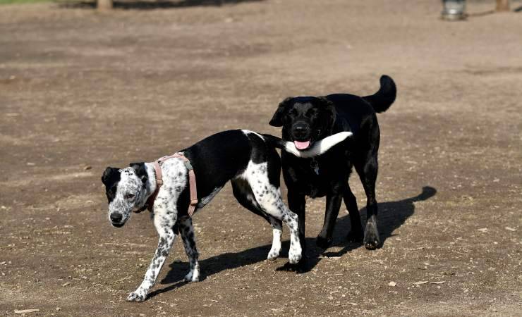 cane da pastore mallorquin