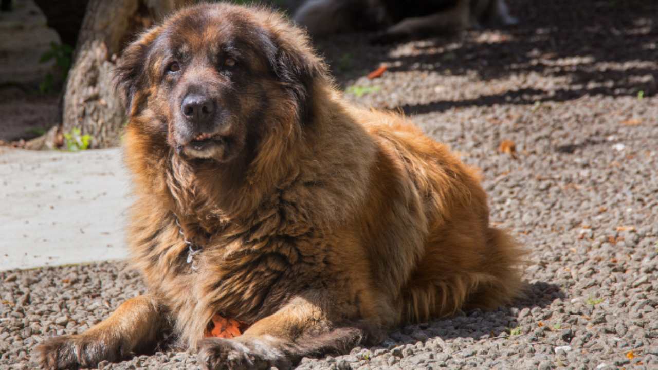 cane da serra da estreilla