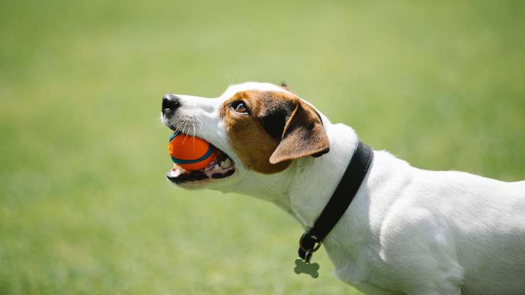 dog playing ball