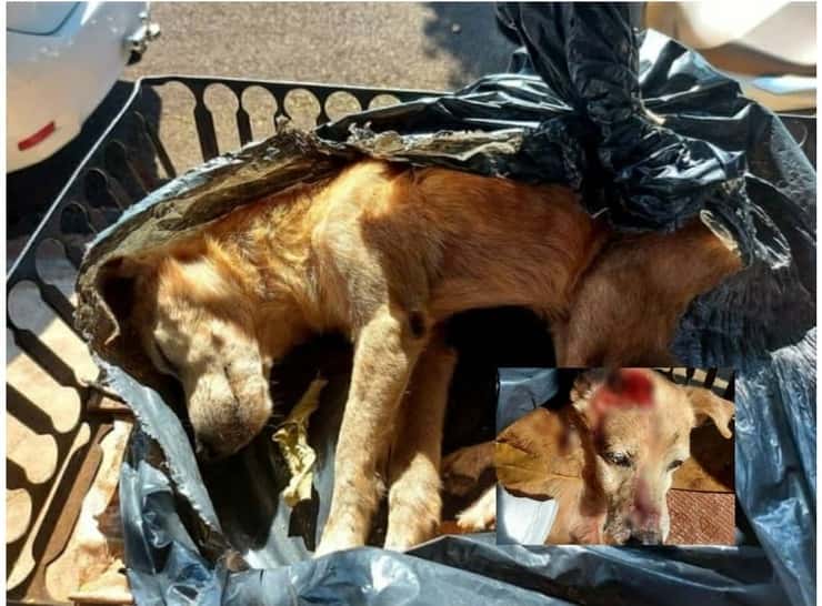 Cane preso a martellate e gettato in un sacco per la spazzatura (Foto)