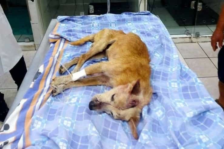 Cane preso a martellate e gettato in un sacco per la spazzatura (Foto Facebook)