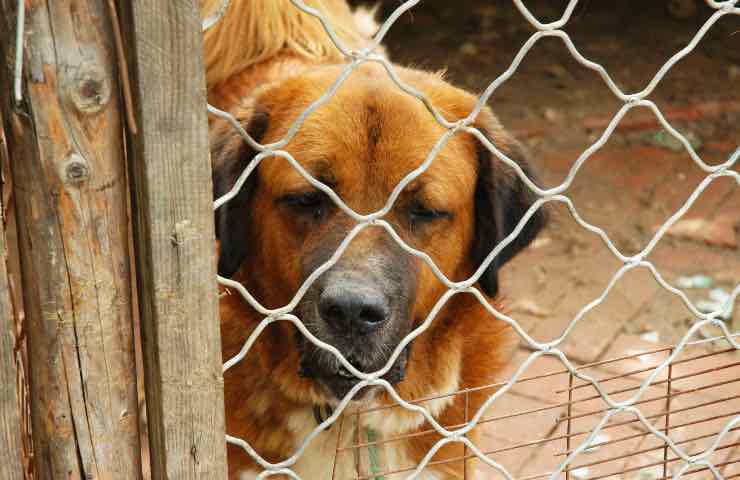 Cane adozione canile