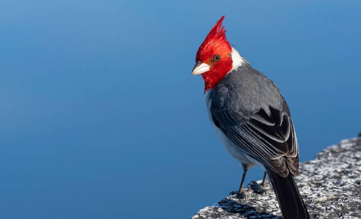cardinal ciuffo rosso