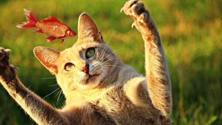 Perché gatti piace pesce