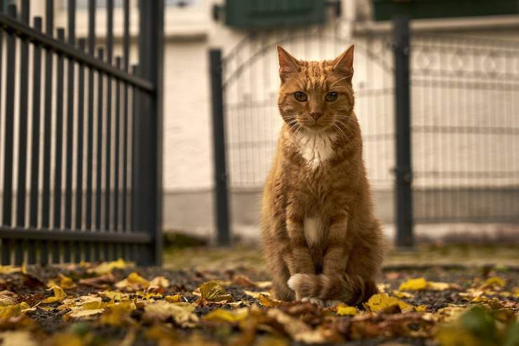 Il gatto guardiano del museo