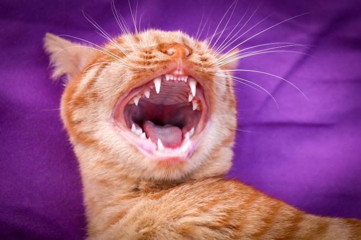 Come pulire bocca e denti al gatto