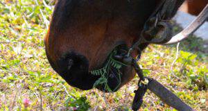 cavallo mangia erba