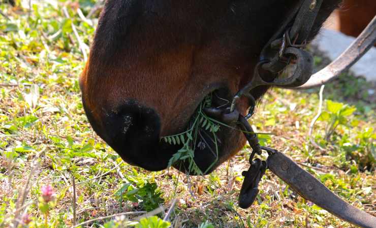 cavallo mangia erba