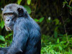 Esseri umani capiscono scimpanzé