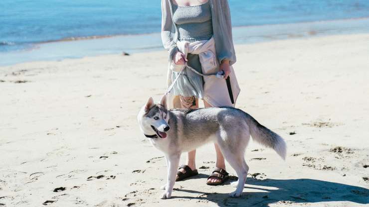 come camminare con il cane in spiaggia