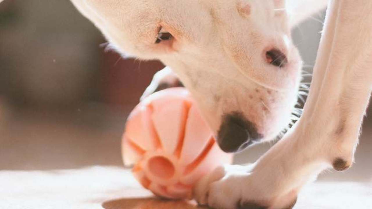 How do you imagine dogs playing?  science answers