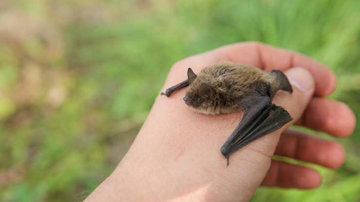 cosa fare se si trova un pipistrello