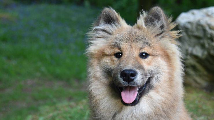 Eurasier: malattie più comuni