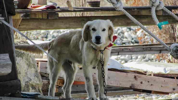 cane triste (Foto Pixabay)