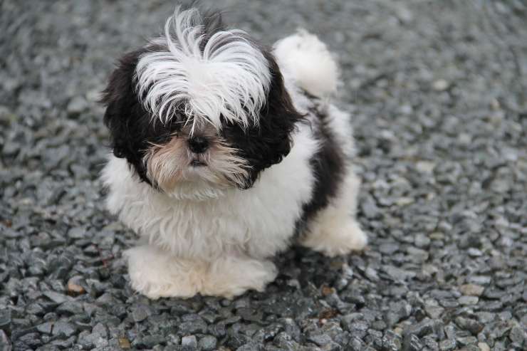 Cagnolino in libertà