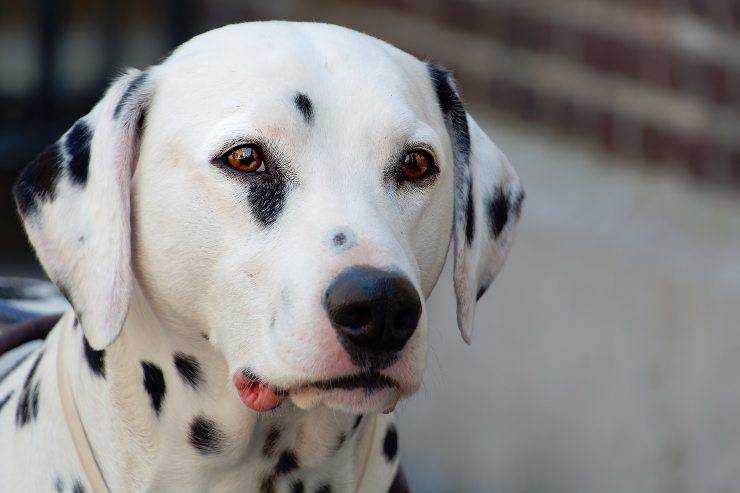 Cane osserva il territorio