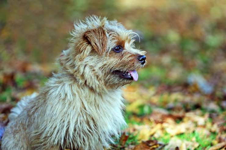 Cagnolino nella natura