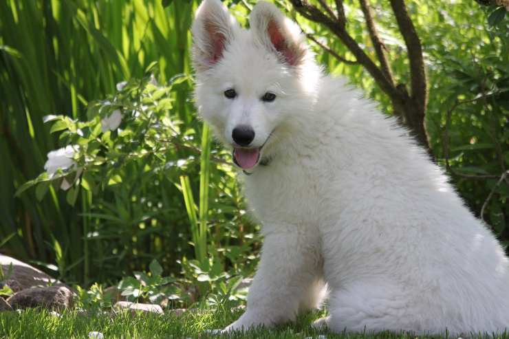 Esemplare canino nel verde