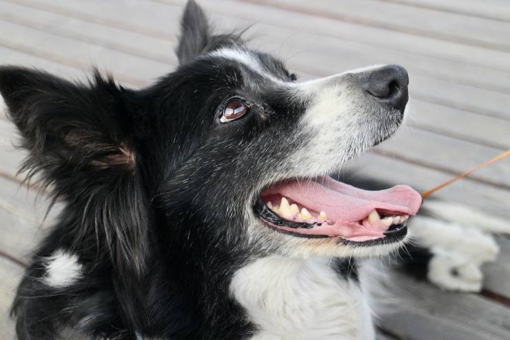 Cagnolini che si emozionano subito