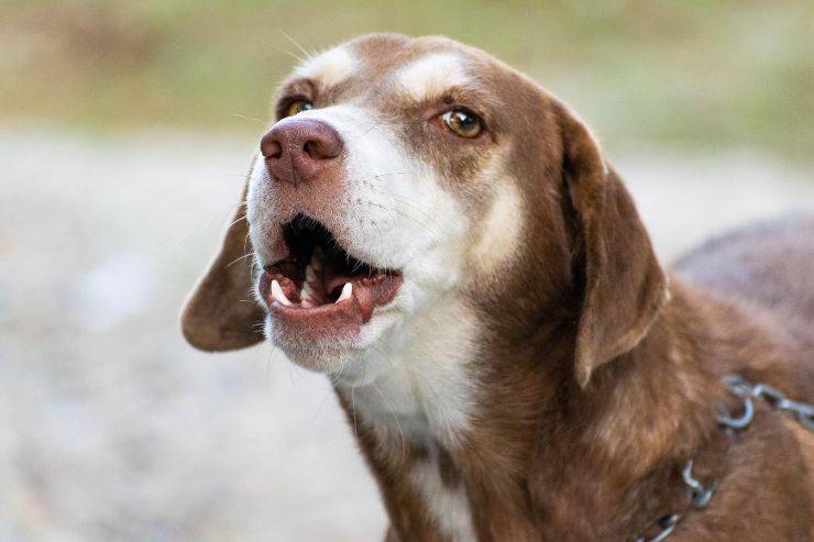 Il cane ringhia al padrone