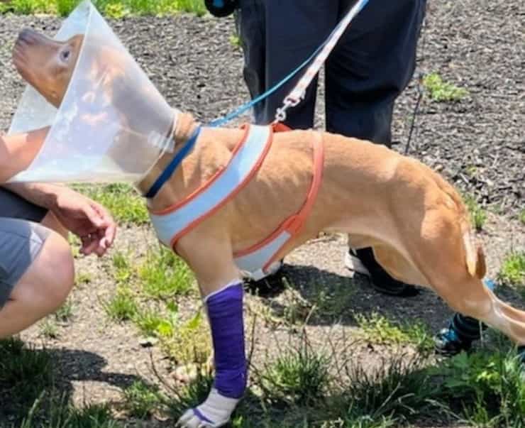 Ricoperto di ferite e malnutrito, donna arrestata per il suo maltrattamento (Foto Facebook Suffolk County SPCA)
