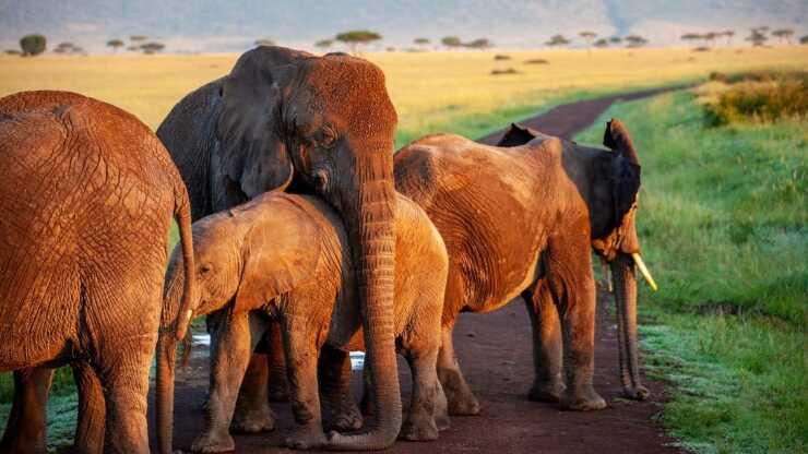 Elefanti distinguono voci umane