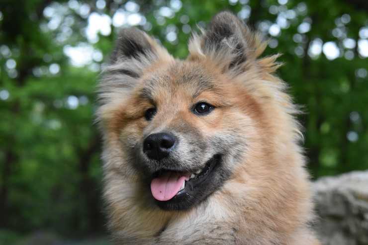 Eurasier