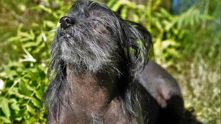 fotofobia nel cane