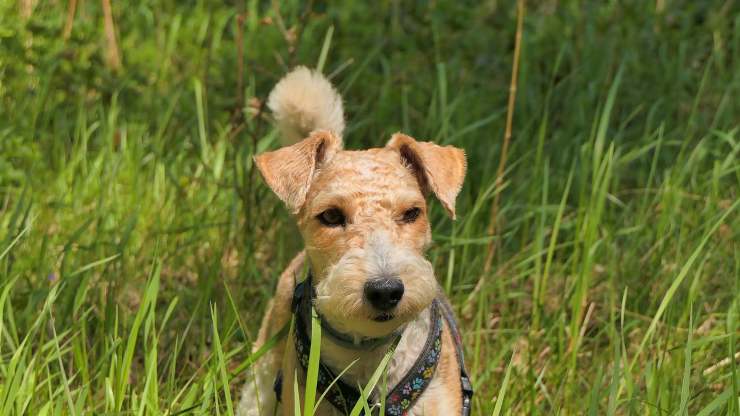 Fox Terrier a pelo ruvido