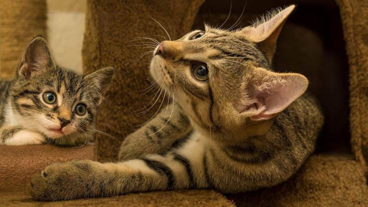 gatti trovano casa per la seconda volta