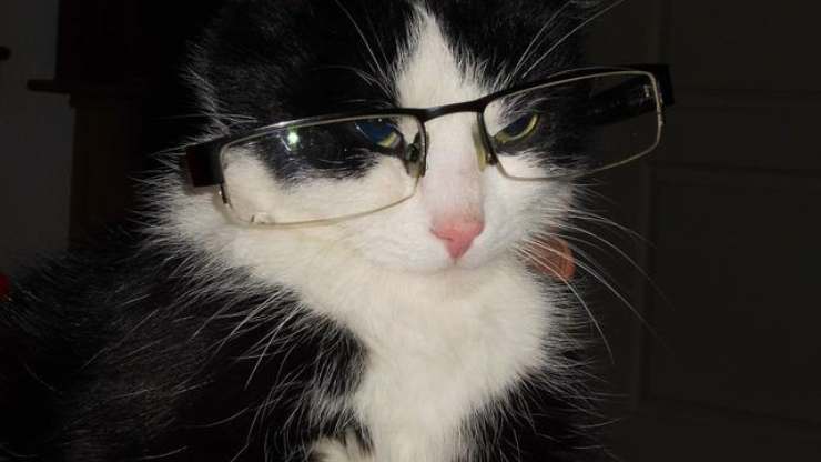 cat with glasses