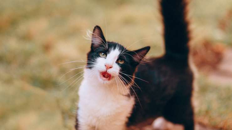 chat fait des mouvements de bouche étranges