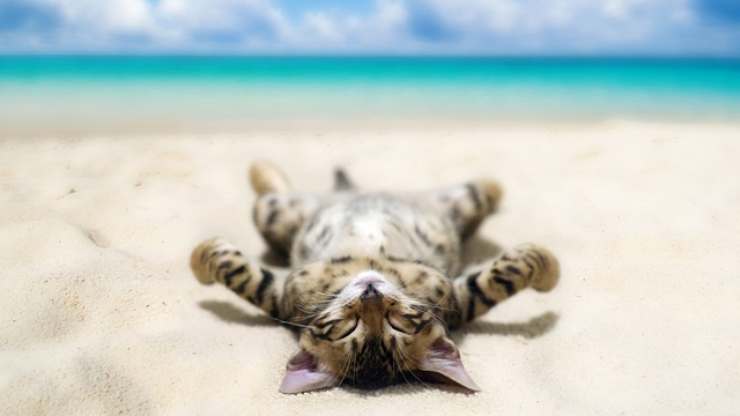 gatto in spiaggia