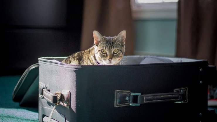 gato en la maleta