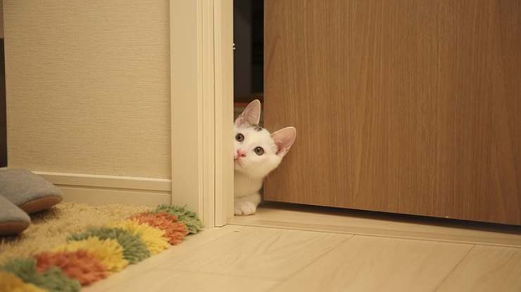 gatto porta aperta