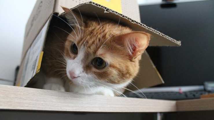 gato de caja