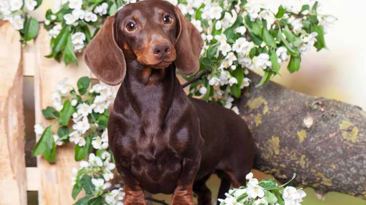 gelsomino pericoloso per cane