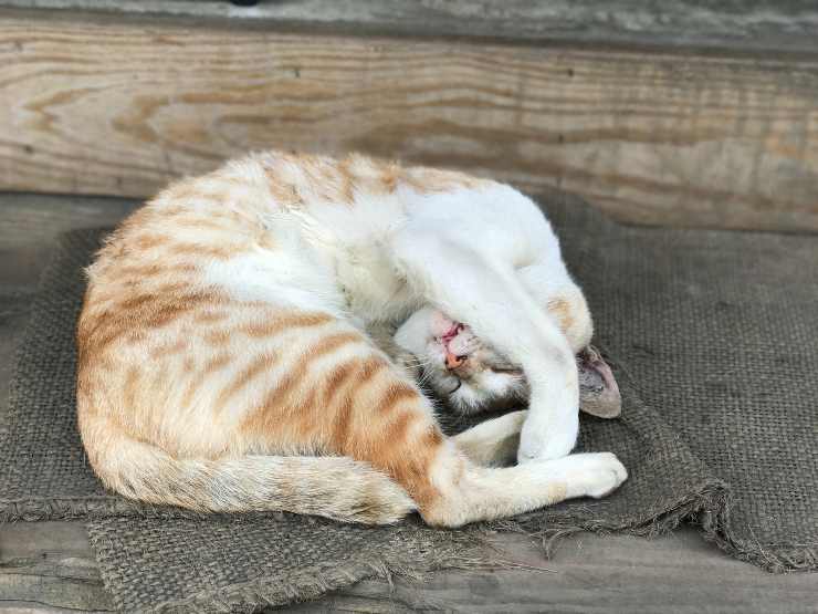 Avvelenamento da paraquat nel gatto