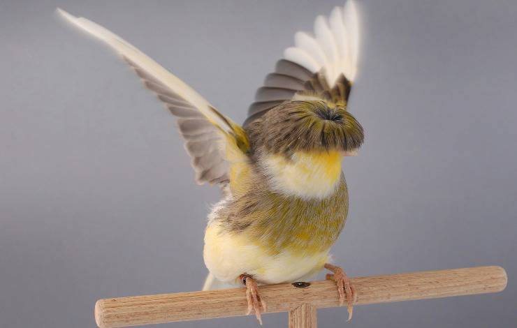 gloster corona canary