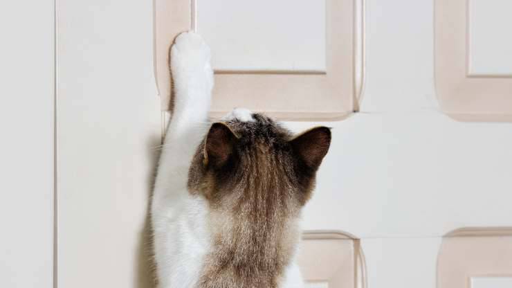 insegnare al gatto aprire porta
