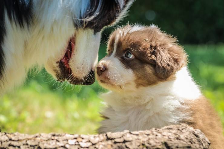 Razze di cani che fanno più cuccioli