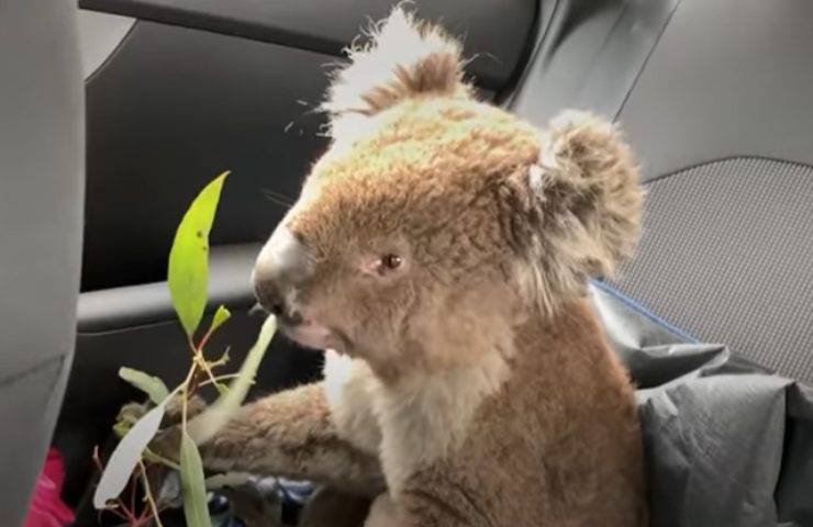 koala soccorso coccolato