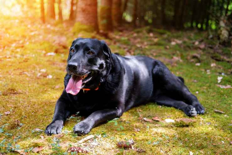 Le razze di cani che fanno più cuccioli