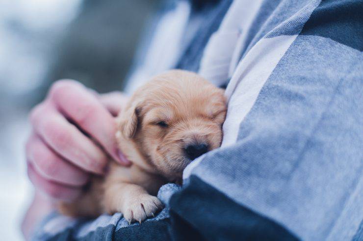 I cani che fanno più cuccioli