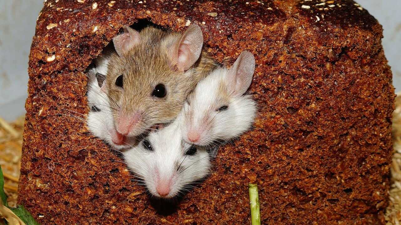 Science reveals that mice are highly altruistic animals