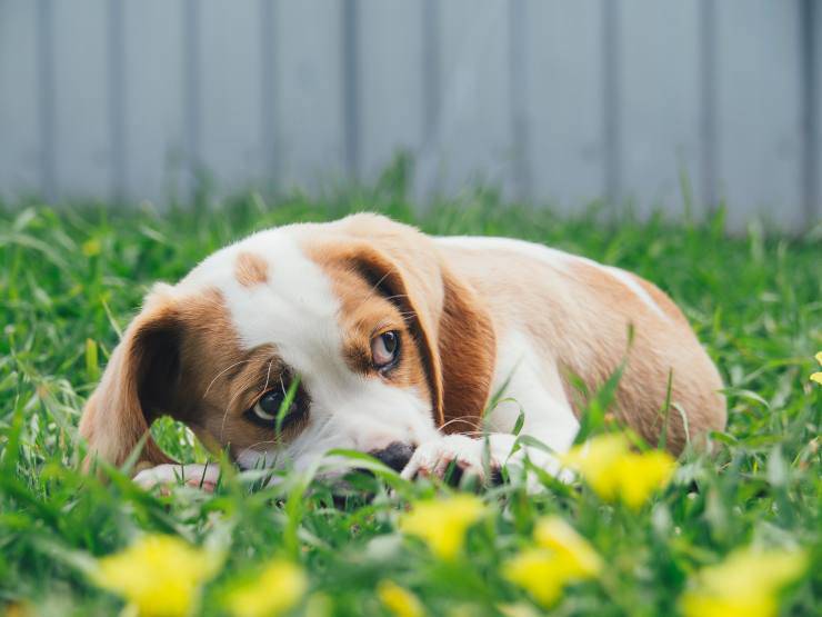 Razze di cani che si intimidiscono