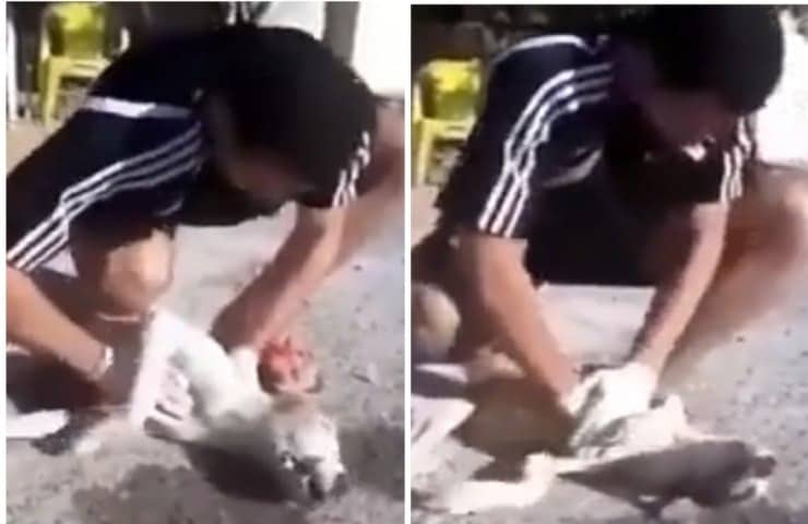 Il cane era inerme: uomo pratica il massaggio cardiaco per salvarlo (Video)