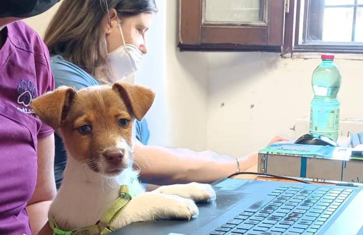 cani gatti applicare microchip 